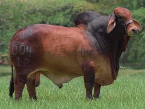 HDA DEL RIO AMOROSO T.E.