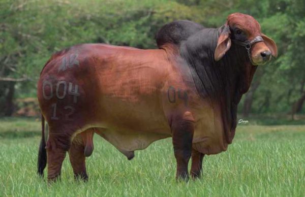 HDA DEL RIO AMOROSO T.E.