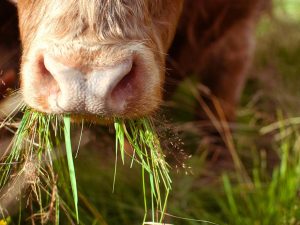 Toro Prueba
