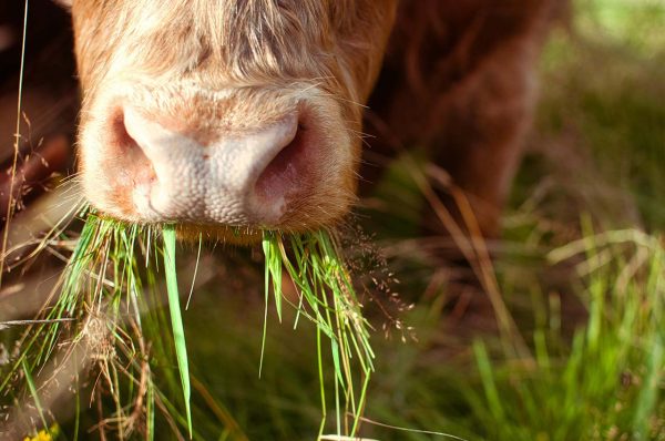 Toro Prueba
