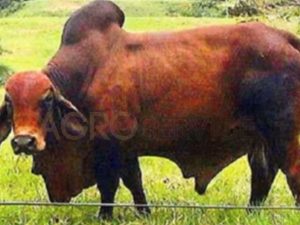 Catalogo Semen Brahman Nacional 2025