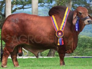 Catalogo Semen Brahman Nacional 2025