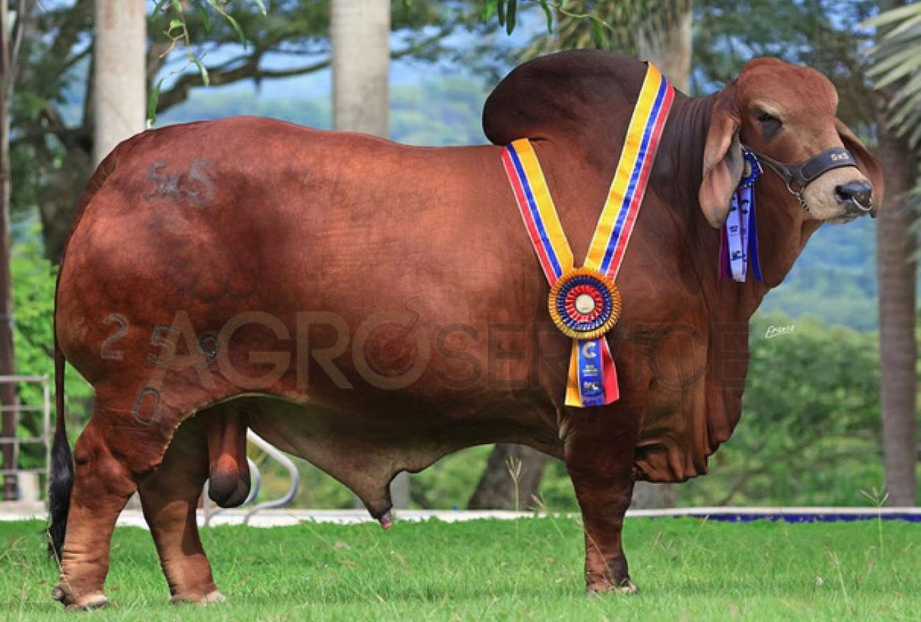 Catalogo Semen Brahman Nacional 2025
