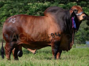 Catalogo Semen Brahman Nacional 2025