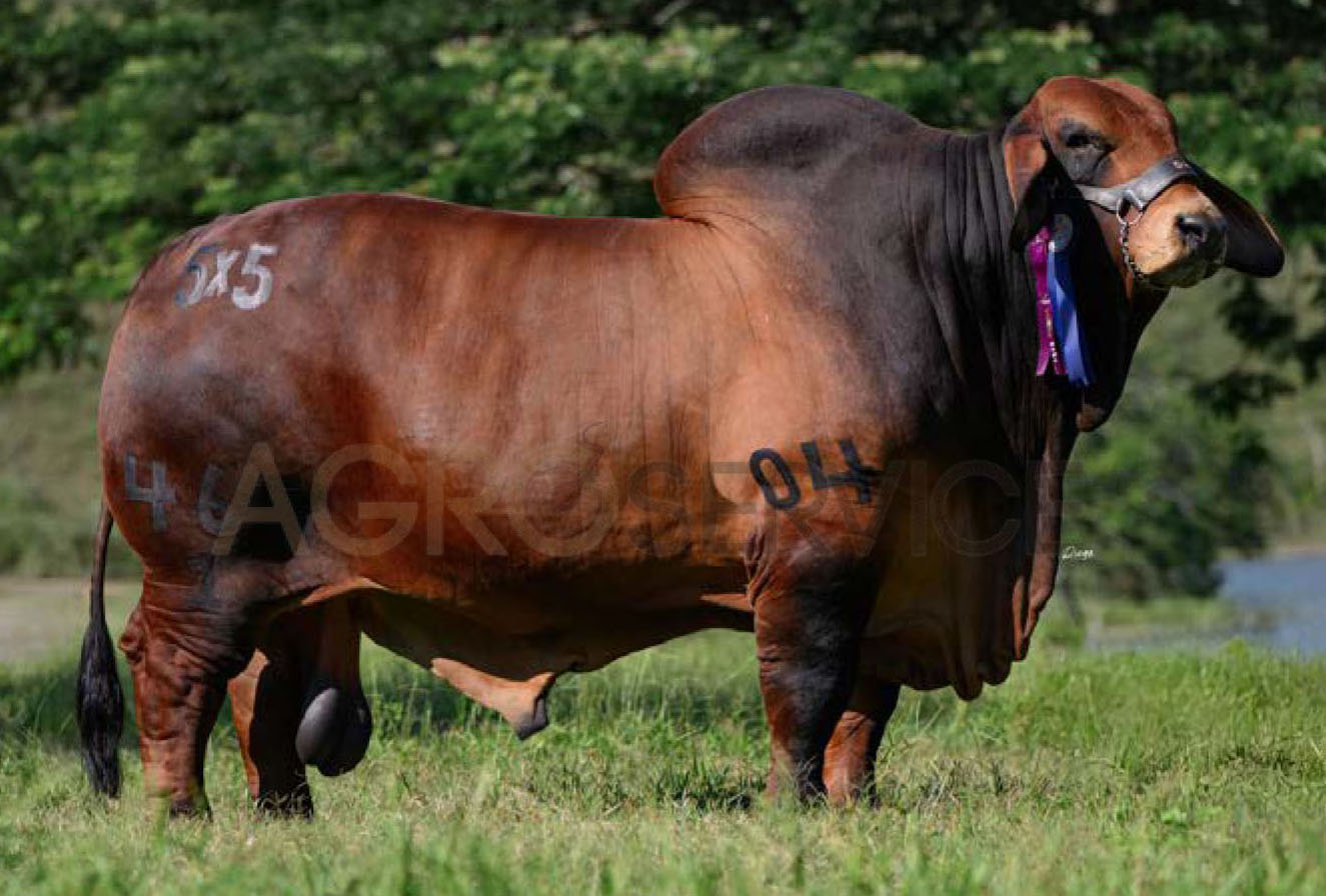 Catalogo Semen Brahman Nacional 2025