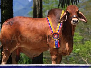 Catalogo Semen Brahman Nacional 2025
