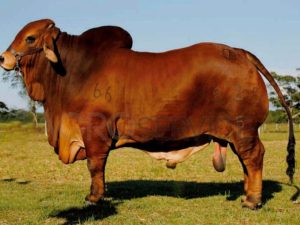 Catalogo Semen Brahman Nacional 2025