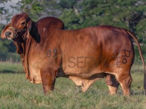 Catalogo Semen Brahman Nacional 2025