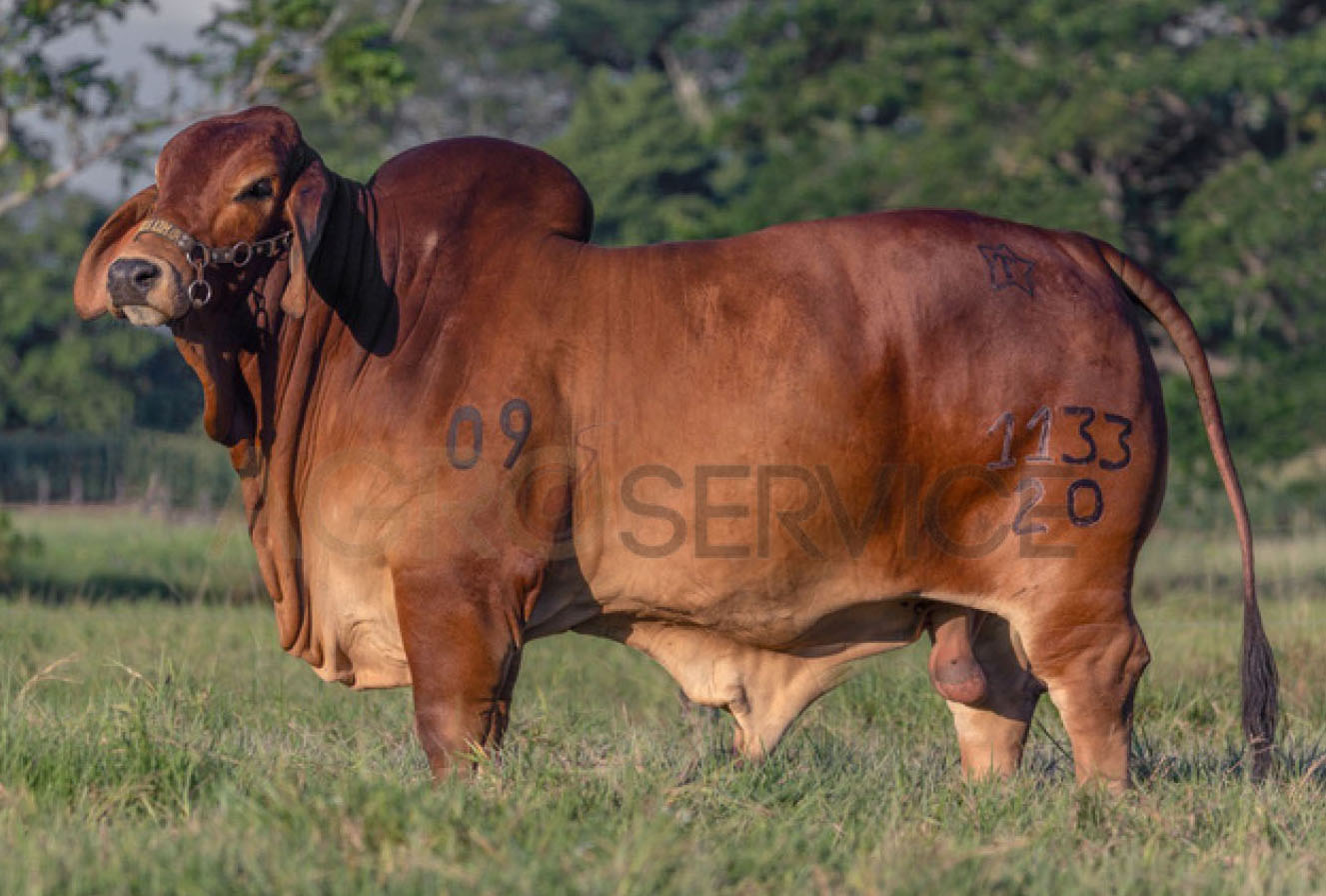 Catalogo Semen Brahman Nacional 2025