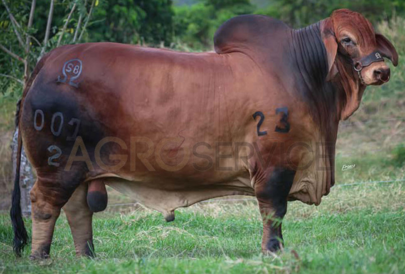 Catalogo Semen Brahman Nacional 2025