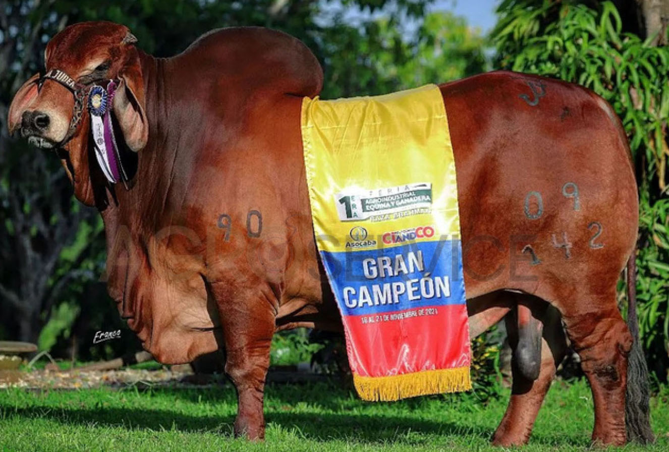 Catalogo Semen Brahman Nacional 2025