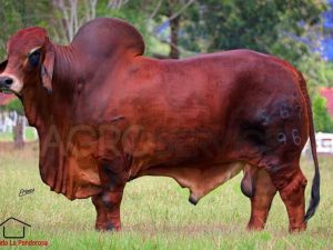 Catalogo Semen Brahman Nacional 2025