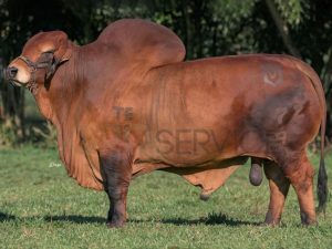Catalogo Semen Brahman Nacional 2025
