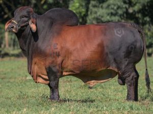 Catalogo Semen Brahman Nacional 2025