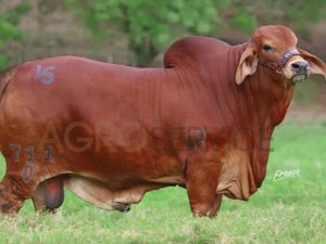 Catalogo Semen Brahman Nacional 2025