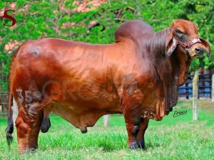 Catalogo Semen Brahman Nacional 2025