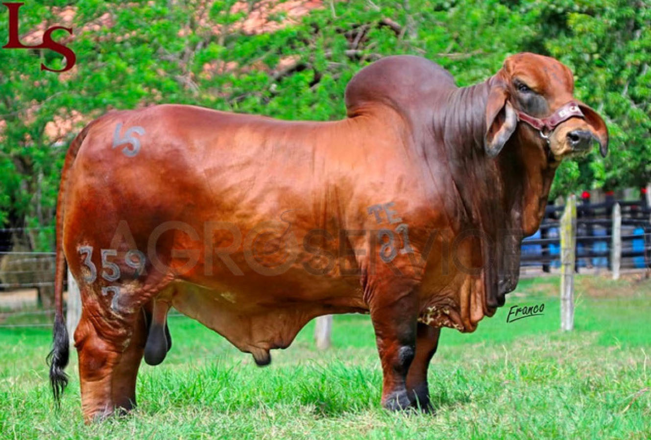 Catalogo Semen Brahman Nacional 2025