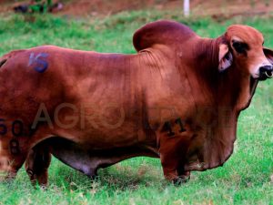 Catalogo Semen Brahman Nacional 2025