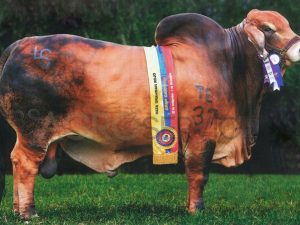 Catalogo Semen Brahman Nacional 2025