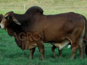 Catalogo Semen Brahman Nacional 2025
