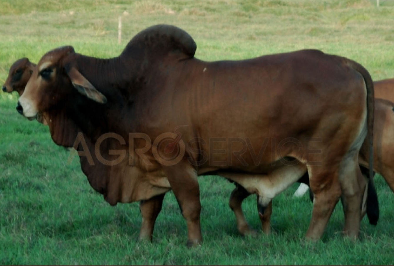 Catalogo Semen Brahman Nacional 2025