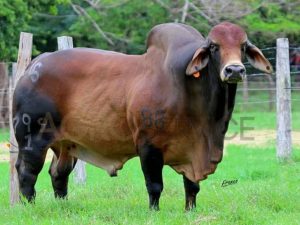 Catalogo Semen Brahman Nacional 2025