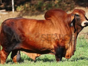 Catalogo Semen Brahman Nacional 2025