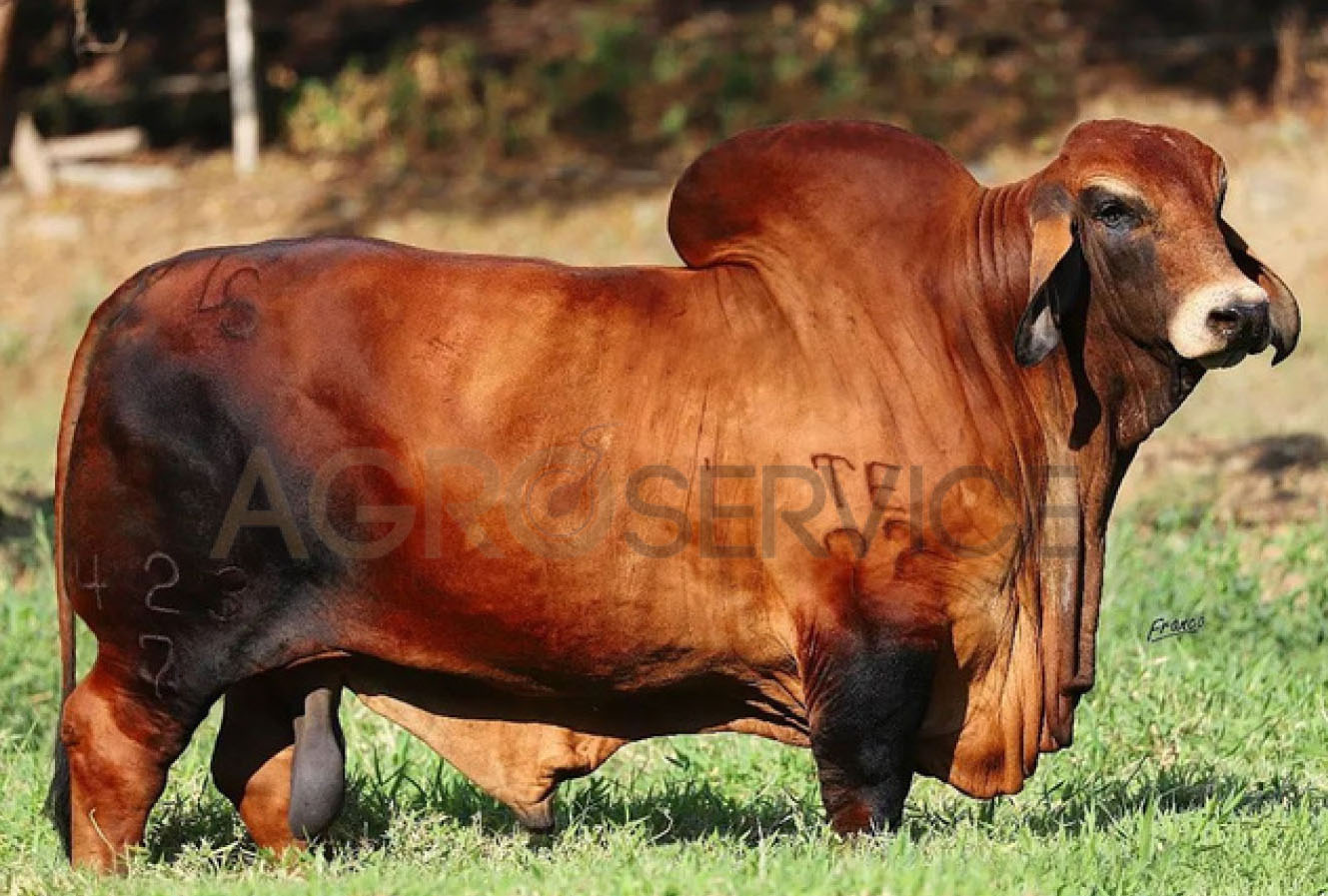Catalogo Semen Brahman Nacional 2025