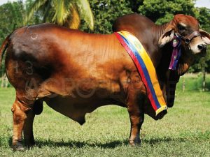 Catalogo Semen Brahman Nacional 2025