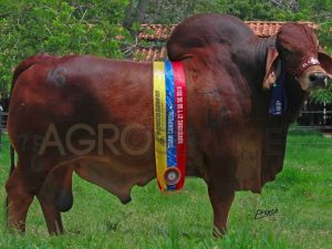 Catalogo Semen Brahman Nacional 2025