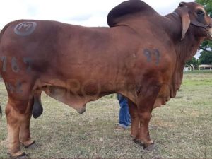 Catalogo Semen Brahman Nacional 2025
