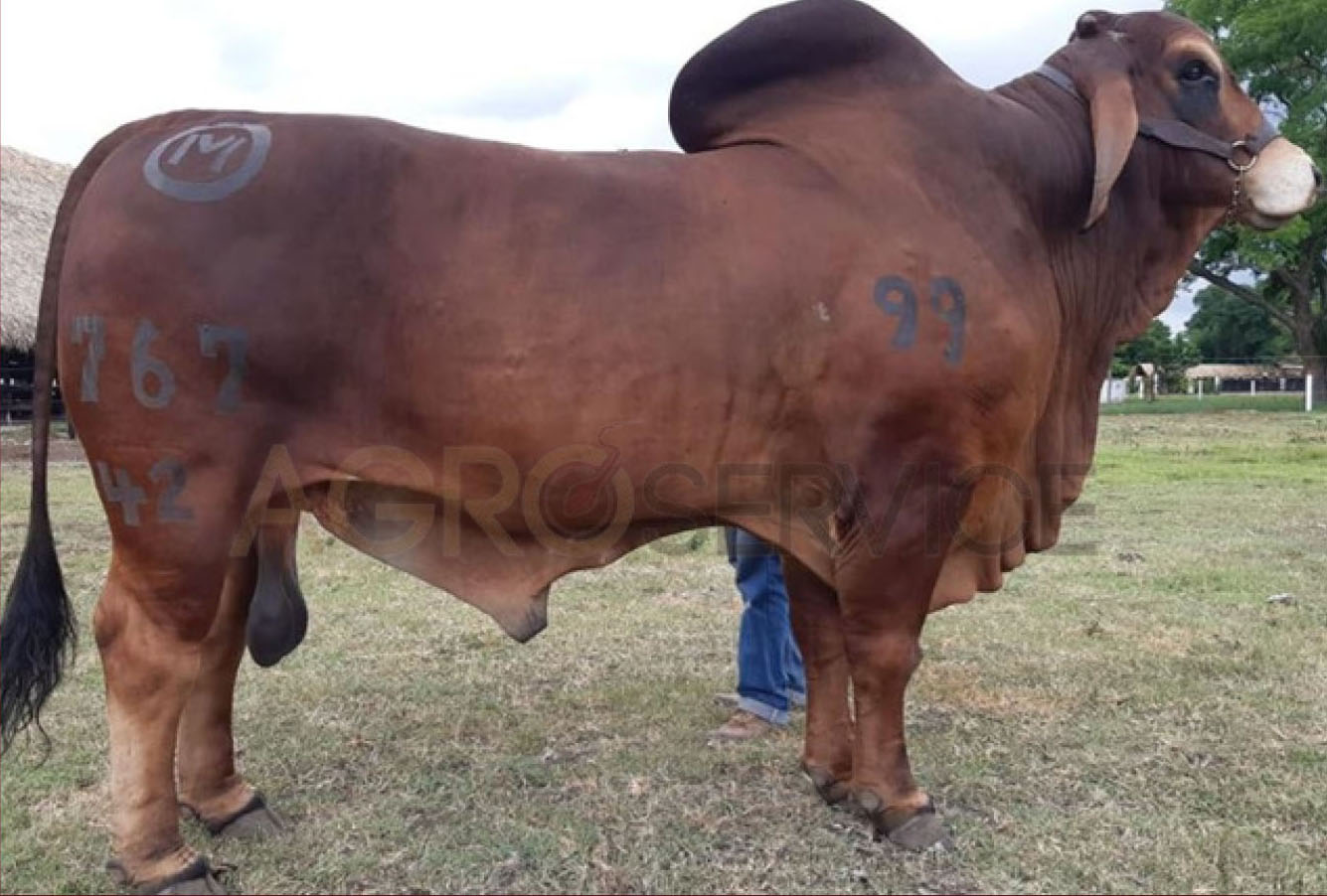 Catalogo Semen Brahman Nacional 2025