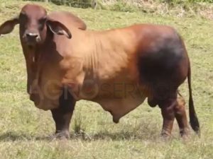 Catalogo Semen Brahman Nacional 2025