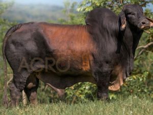 Catalogo Semen Brahman Nacional 2025