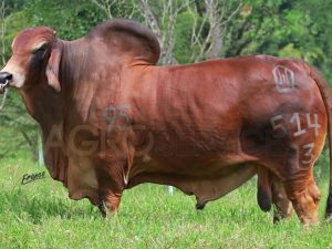 Catalogo Semen Brahman Nacional 2025