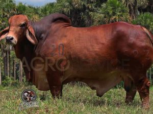 Catalogo Semen Brahman Nacional 2025