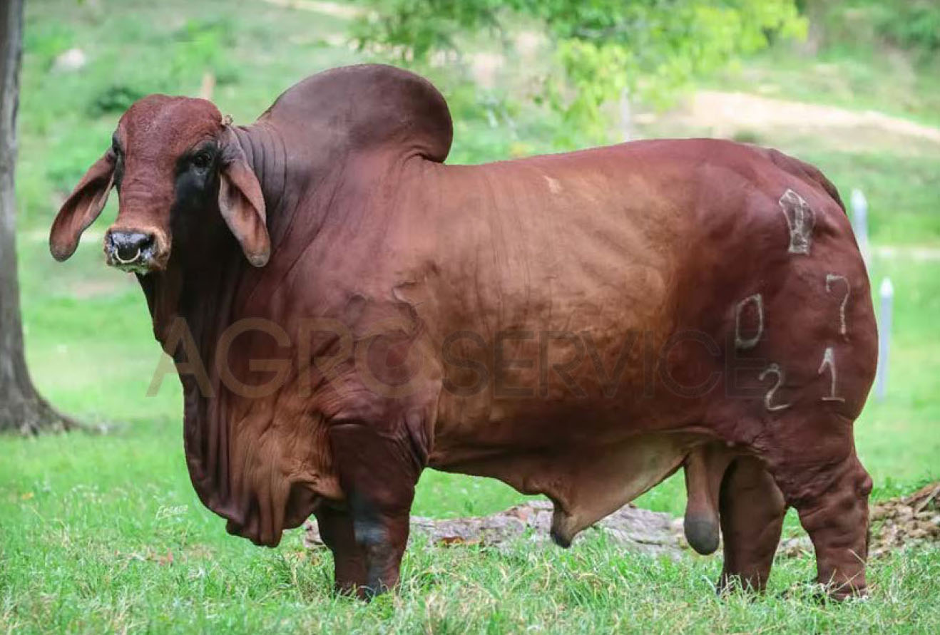 Catalogo Semen Brahman Nacional 2025