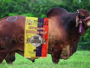 Catalogo Semen Brahman Nacional 2025