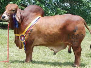 Catalogo Semen Brahman Nacional 2025