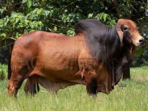 Catalogo Semen Brahman Nacional 2025