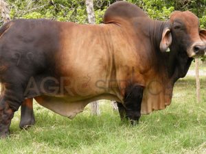 Catalogo Semen Brahman Nacional 2025