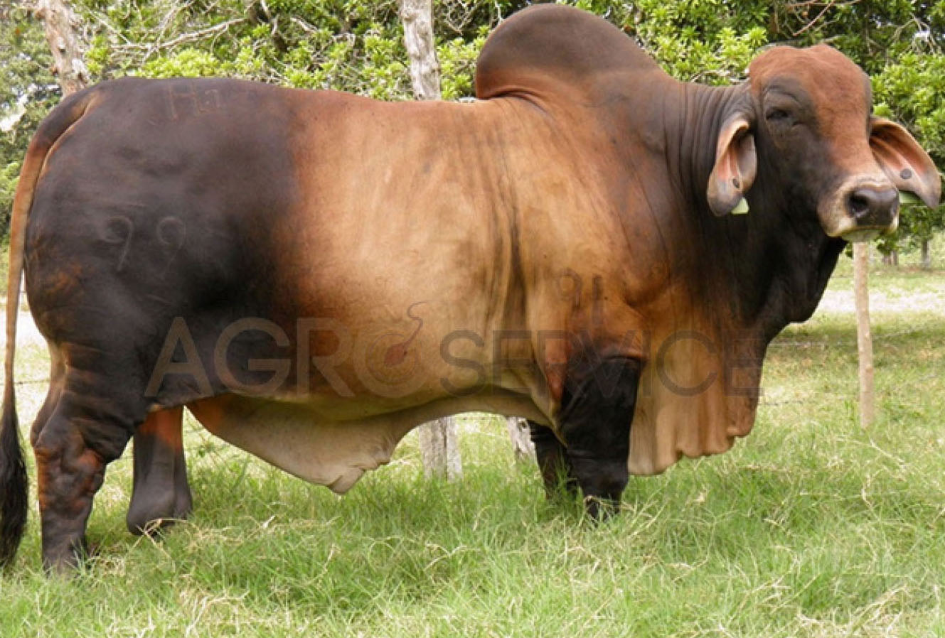 Catalogo Semen Brahman Nacional 2025