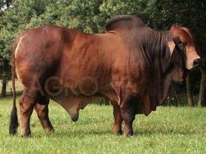Catalogo Semen Brahman Nacional 2025