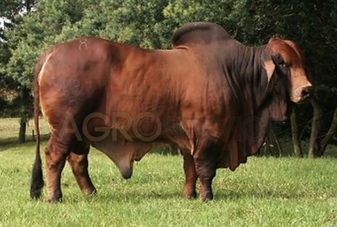 Catalogo Semen Brahman Nacional 2025