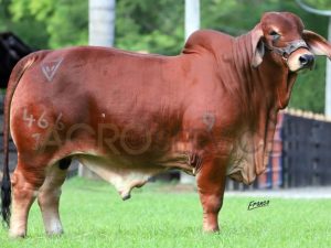 Catalogo Semen Brahman Nacional 2025