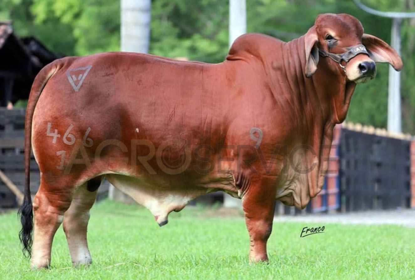 Catalogo Semen Brahman Nacional 2025