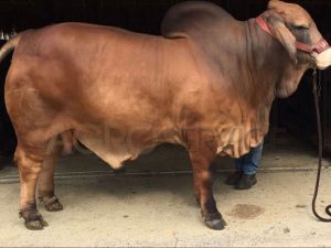 Catalogo Semen Brahman Nacional 2025