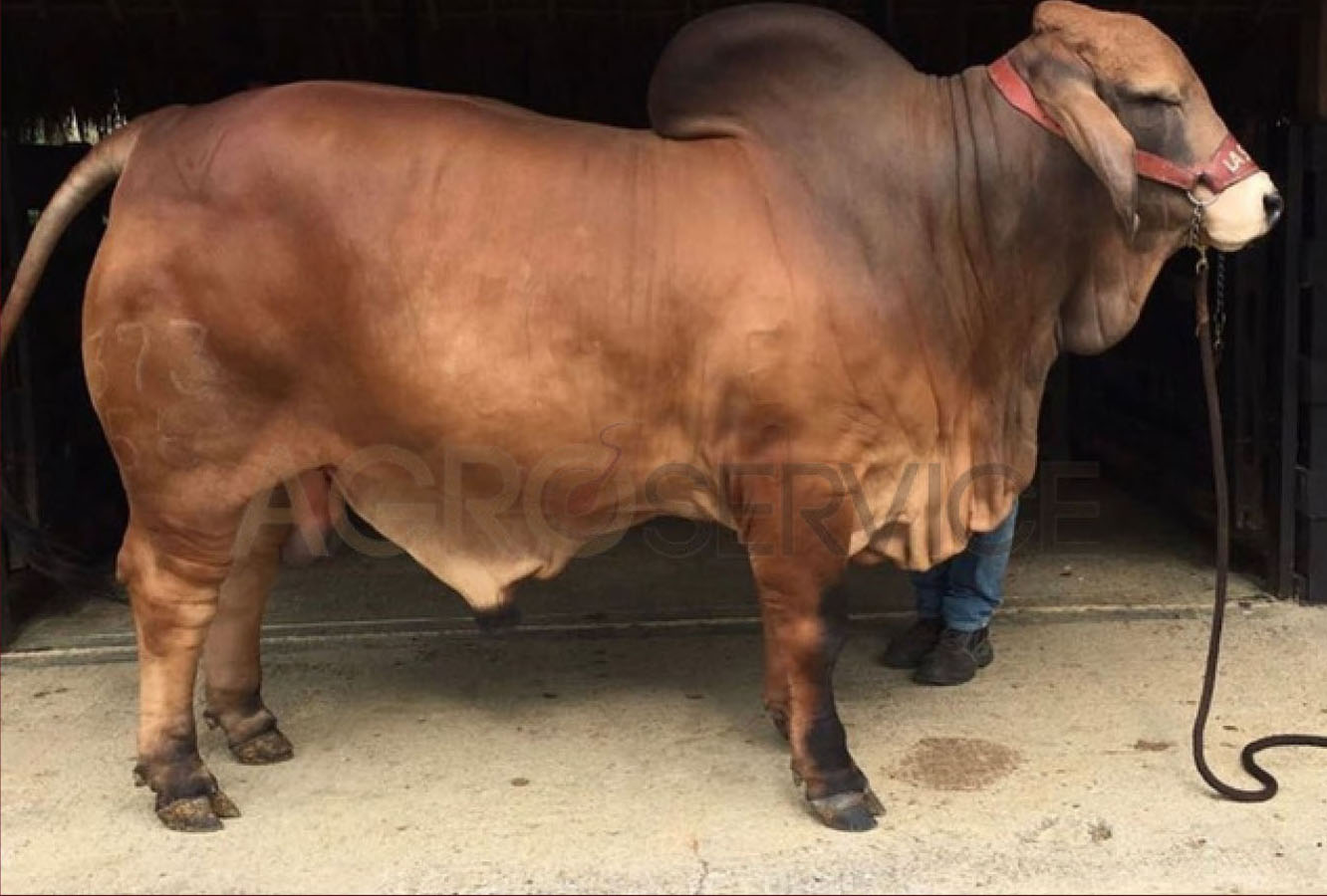 Catalogo Semen Brahman Nacional 2025