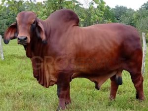Catalogo Semen Brahman Nacional 2025