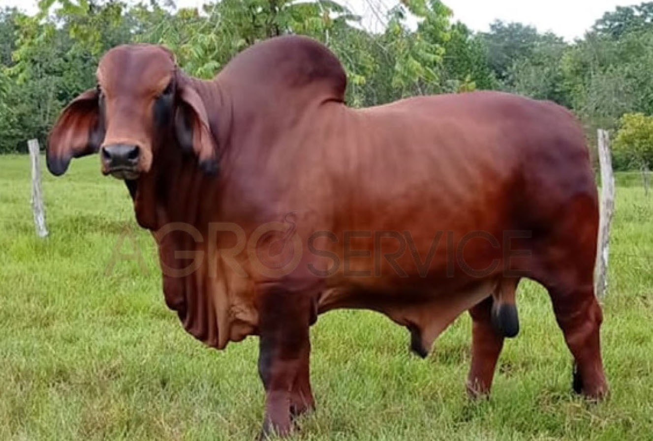Catalogo Semen Brahman Nacional 2025